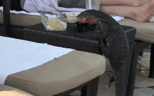 Khách đang nằm thư giãn tại hồ bơi, con vật gây xôn xao khi thản nhiên bò lên bàn... trộm thức ăn