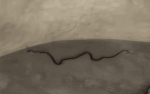 Nhà đang xây bỗng xuất hiện loài vật đáng sợ, thợ vừa thấy đã phải né xa