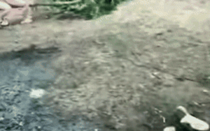 Ra sau vườn tìm 3 đứa trẻ, người mẹ nói không nên lời với cảnh trước mặt