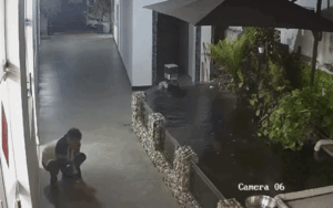 Video: Con cá Koi nhảy vọt ra khỏi hồ, diễn biến tiếp theo ai xem cũng nổi giận