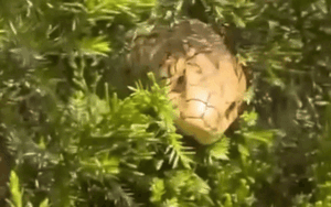 Đang quay cảnh thiên nhiên, thanh niên giật thót mình khi chạm ánh mắt trong bụi cây