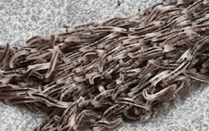 Video: Phát hiện vệt đen di chuyển trên sân, người phụ nữ lại gần kiểm tra liền nổi da gà