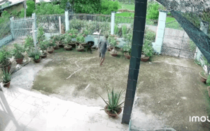 Clip: Bị rắn tấn công, người đàn ông thoát nạn nhờ 2 chú chó