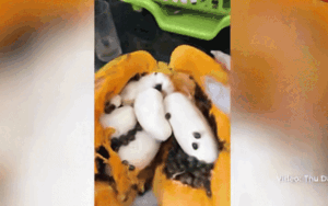 Clip: Bổ quả đu đủ chín thấy 'ổ trứng', chủ nhà đăng đàn hỏi thì nhận được câu trả lời bất ngờ