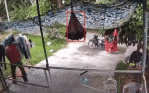 Clip: Chủ nhà đi vắng, mở camera kiểm tra liền không thể rời mắt