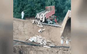 Hàng ngàn con lợn nhiễm dịch tả châu Phi bị tiêu hủy, cảnh chôn lấp gây lo ngại