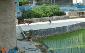 Bị bò điên rượt đuổi, chàng trai thoát nạn đầy kịch tính