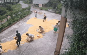 Cả nhà cuống cuồng 'cứu' thóc giữa cơn mưa ập tới