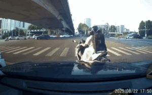 Clip: Bạn trai lái xe 'cà chớn', cô gái có hành động khiến cõi mạng rần rần vỗ tay