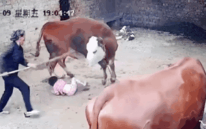 Bà ngoại xả thân cứu cháu gái 3 tuổi bị 'bò điên' tấn công dữ dội