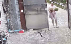 Clip: Cô gái ngó lơ con rắn lớn trong sân và cái kết