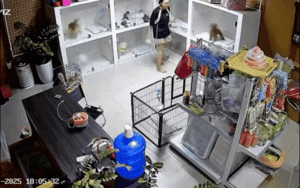Clip: Nhân viên shop thú cưng giật bắn mình khi thấy 'khách', biết danh tính ai ấy đều đồng cảm