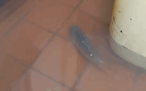 Nước lũ khiến nhà ngập nặng, cô gái bỗng tìm thấy niềm vui bất ngờ