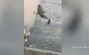 Clip: Mang cá đi phóng sinh, thanh niên khiến dân tình 'than trời'