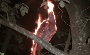 Xôn xao clip phượng hoàng lửa đập cánh trong đêm, dân mạng tranh cãi thực hư