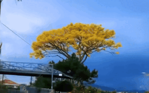 Clip: Trầm trồ trước vẻ đẹp của cây phượng vàng nở rực rỡ ở Bảo Lộc, Lâm Đồng