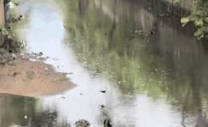 Đang đi qua cầu, nam thanh niên hoảng hồn khi nhìn thấy cảnh tượng dưới sông