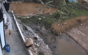 Thanh niên bất ngờ ngã lộn nhào xuống mương nước, xem camera dân mình liền hiểu ra lý do