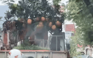 Nhìn cây bưởi được chở về nhà chơi Tết, gia chủ cười chua xót: Xem clip dân tình liền hiểu lý do