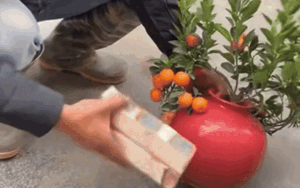 Người đàn ông đập vỡ chậu quất đang rao bán, biết lý do dân tình liền rôm rả bàn luận