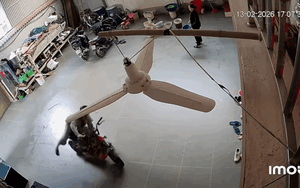 Nâng niu cây quất suốt 20km, cô gái vừa về đến nhà gặp cảnh 'chán không buồn nói'