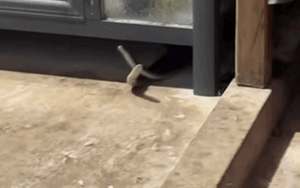 Thấy cặp 'bé na' dưới khe cửa, chủ nhà không đuổi mà đứng xem cảnh tượng kỳ lạ trước mắt