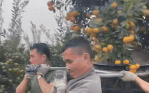 6 người đàn ông khiêng cây quất đẹp, diễn biến tiếp đó khiến ai cũng 'đứng hình'