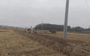 2 cô gái trẻ phải bỏ chạy thục mạng khi đi thăm đồng, biết lý do dân tình cười ngất