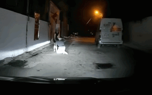 Vừa lái xe vào con hẻm tối, tài xế liền thấy cảnh 'khó nói' của đôi nam nữ