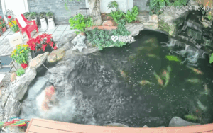 Clip: Người đàn ông ôm con nằm trên chiếc võng cạnh hồ cá, camera ghi lại diễn biến cực bất ngờ