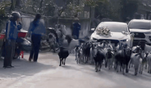 Đoàn rước dâu bị 'chặn đường' nhưng xem clip ai nấy cũng phì cười