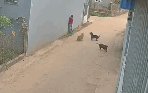 Bé gái hoảng loạn la hét trong con ngõ vắng người, bố mẹ xem lại camera mà đau lòng