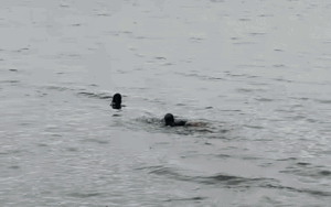 Clip: Nghẹt thở phút giây giải cứu cô gái trẻ chới với giữa hồ Tây