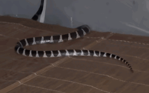 Chuẩn bị đi ngủ, người đàn ông thấy cảnh 'ớn lạnh' trên chiếc giường