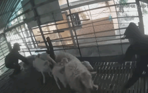 Lắp camera ở chuồng cừu, chủ nhà thấy cảnh tượng không thể ngờ