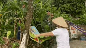 Mang bạt ra hứng mít chín, cô gái không ngờ đến diễn biến tiếp đó