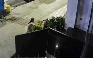 Check camera lúc 1h sáng thấy cô gái xinh, diễn biến tiếp đó khiến chủ nhà ngỡ ngàng