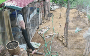 Lắp camera ở chuồng gà, chủ nhà kiểm tra liền thấy cảnh không ngờ tới