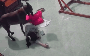 9h đêm xem lại camera thấy hành động của chú chó, cô gái liền đăng lên mạng xã hội