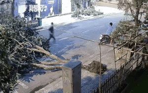 Cây xoài bị bật gốc, chủ nhà xem camera liền thấy cảnh không tin vào mắt mình