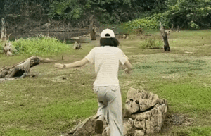 Hào hứng đi săn bướm ở rừng Cúc Phương, cô gái gặp cái kết không thể ngờ