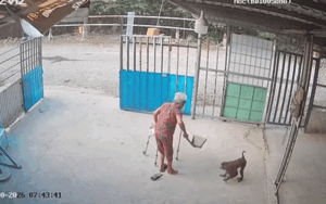 Con khỉ vào nhà, hơn 1 phút đối mặt của cụ bà khiến dân tình thót tim