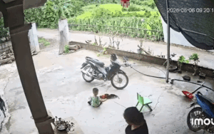 Con gà cưng chết bất ngờ, ông bố xem lại camera thấy cảnh không thể tin được