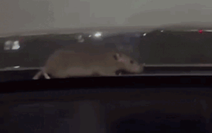 Cô gái ngồi trên ô tô liên tục kêu 'ôi trời ơi', camera ghi lại cảnh bất ngờ
