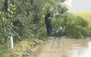 Clip: Camera trên ô tô ghi lại cảnh người đàn ông bị hút vào bụi cây, cái kết gây choáng