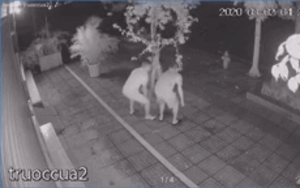 Clip: 3 người đàn ông đi ô tô ngang nhiên trộm chậu hoa giấy lúc 4h sáng trước cửa nhà dân