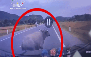 Clip: Xe 7 chỗ tông phải trâu, 'nạn nhân' văng trượt dài trên đường rồi co giò bỏ chạy