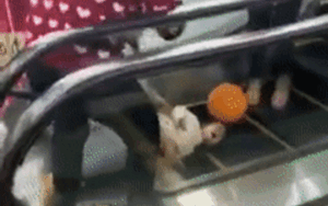 Kinh hoàng cảnh bé gái bị kẹt tay vào thang cuốn, người thân hoảng loạn gào khóc