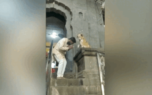 Chú chó bắt tay các tín đồ trước cửa đền gây 'bão' mạng xã hội