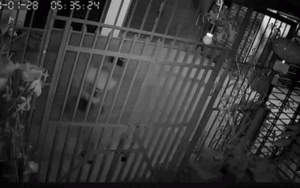 Clip: Người đàn ông đạp tung cửa nhà dân, ngang nhiên xông vào trộm chó lúc rạng sáng gây bức xúc